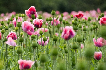 Landscape nature blossom plant Photo