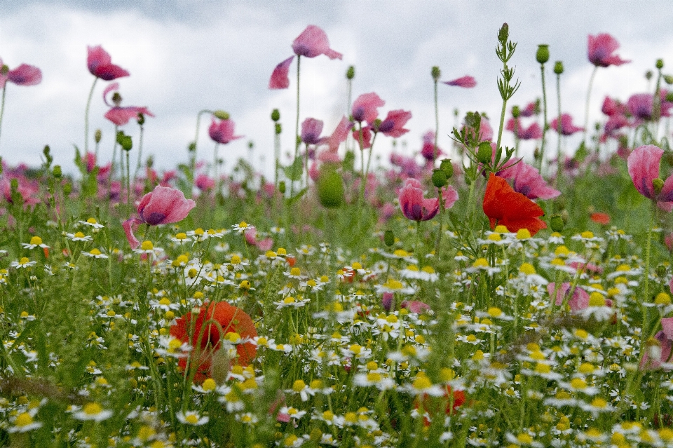 Nature blossom plant field