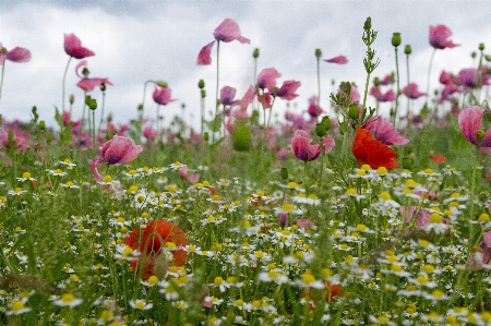 Nature blossom plant field Photo