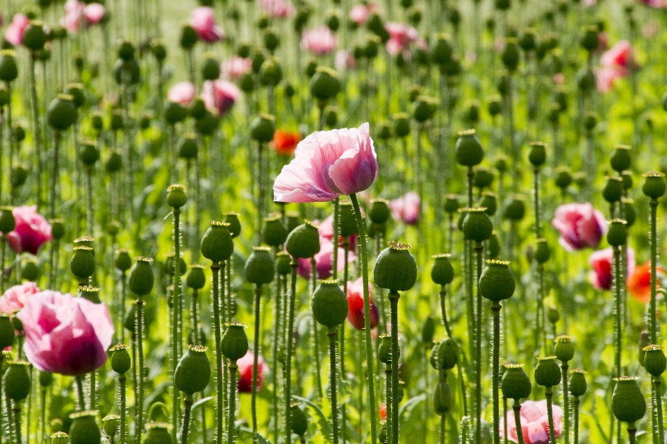 Nature grass blossom plant