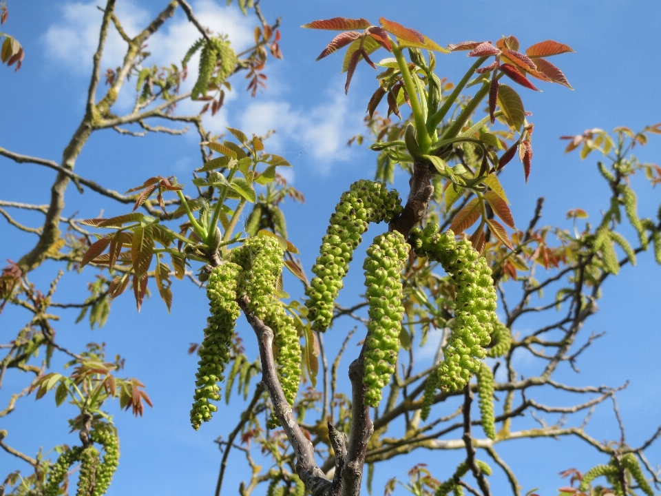 árbol rama planta hoja