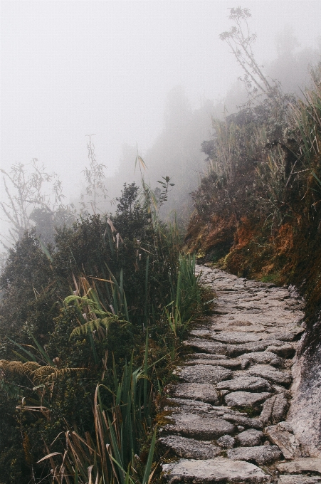 男 風景 木 自然