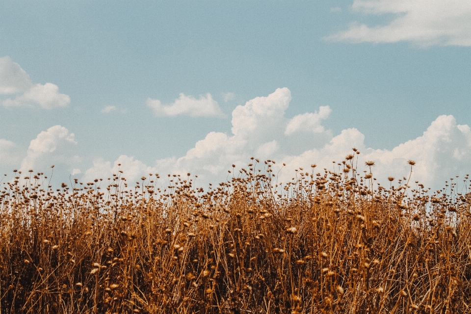 Landscape nature grass horizon