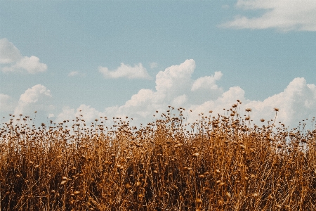 Landscape nature grass horizon Photo