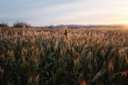 Landscape nature grass growth Photo