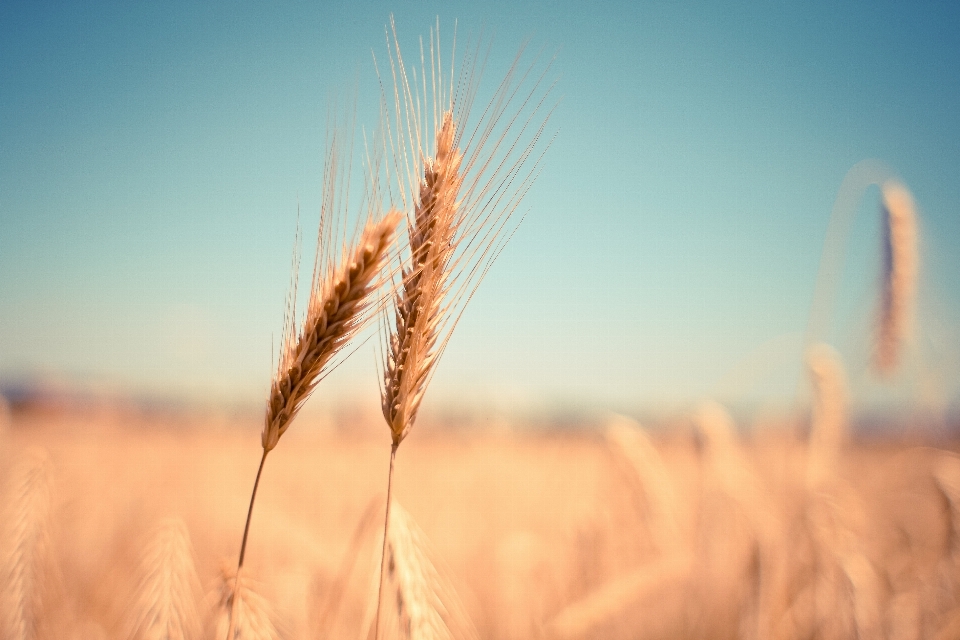 Landscape nature grass plant