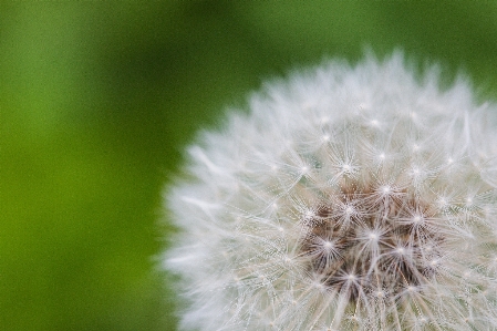 Nature grass plant field Photo