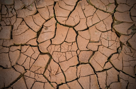 Foto Naturaleza estructura textura muro