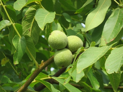 Tree branch plant fruit Photo