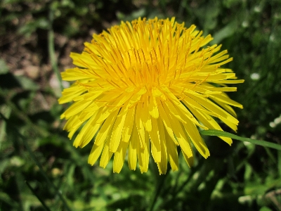 Nature plant field meadow Photo