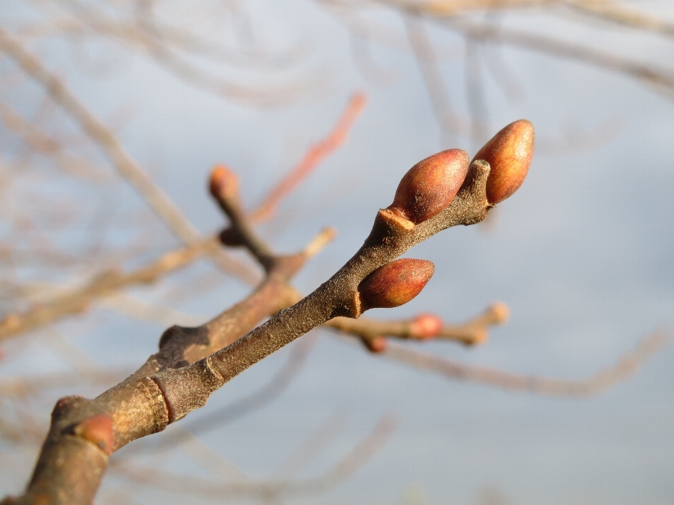 Arbre bifurquer usine bois