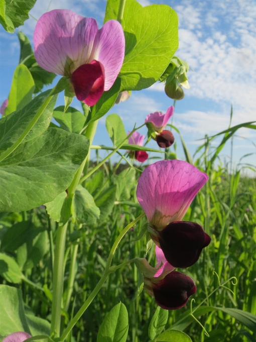 花 植物 分野 花弁