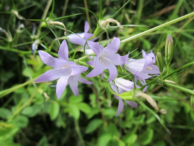 植物 花 ハーブ 植物学
 写真