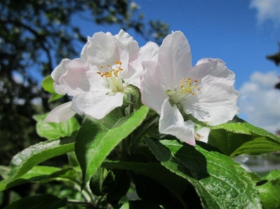 Blossom plant flower macro Photo