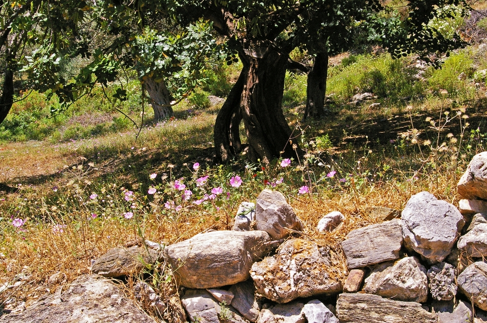 树 rock 荒野 木头