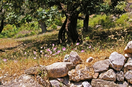 Tree rock wilderness wood Photo