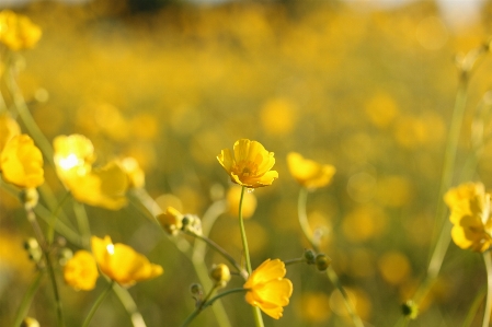 Nature blossom plant field Photo