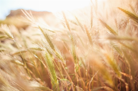 Landscape grass creative plant Photo