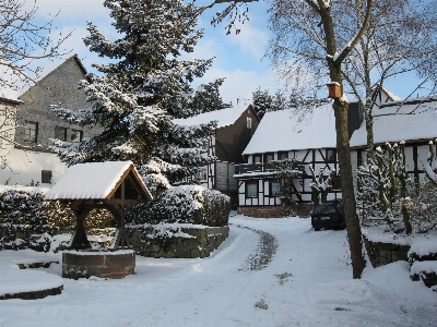 Tree snow winter house Photo