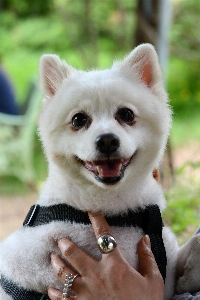 Puppy dog mammal vertebrate Photo