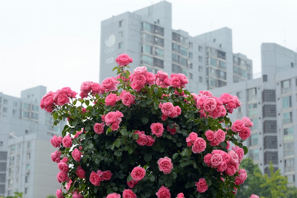 Pianta fiore rosa arbusto
