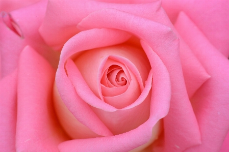 Plant flower petal rose Photo