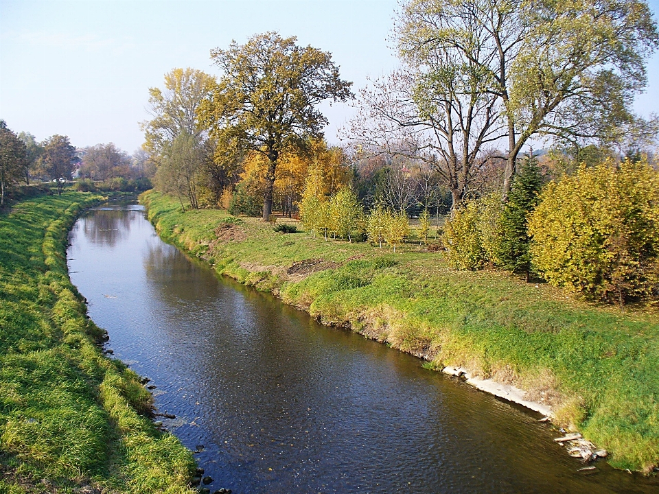 Paysage arbre eau nature