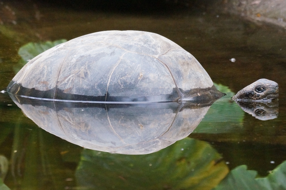 água natureza lago animais selvagens