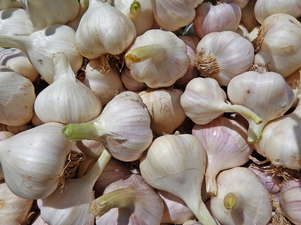 Alam tanaman makanan bawang putih