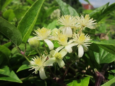 植物 花 植物学
 クライマー 写真