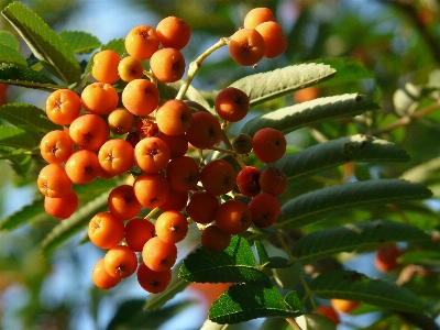 Foto Pohon alam tanaman buah