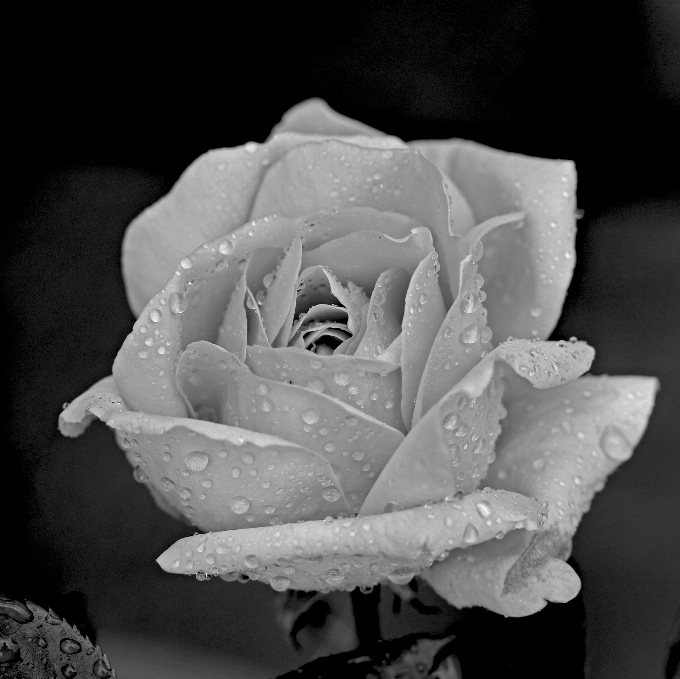 Preto e branco
 plantar branco fotografia