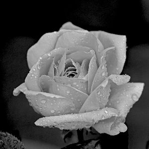 Foto Bianco e nero
 pianta fotografia