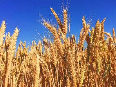 Nature grass plant sky Photo