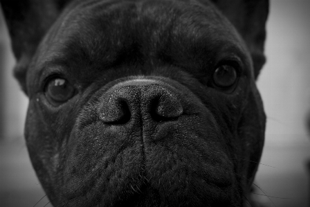 黒と白
 白 子犬 犬 写真