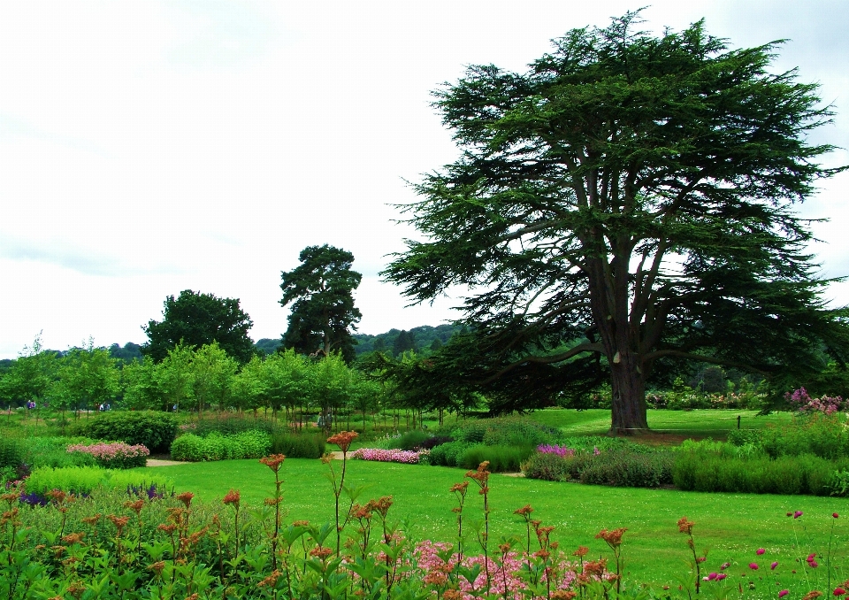 Landscape tree nature forest