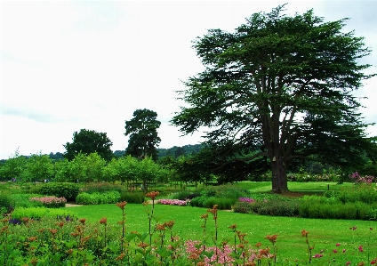 Landscape tree nature forest Photo