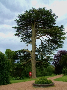 Foto Paisagem árvore natureza floresta