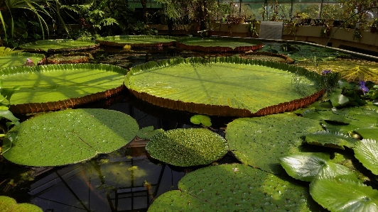 Water nature forest structure Photo