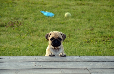 Puppy dog mammal pug Photo