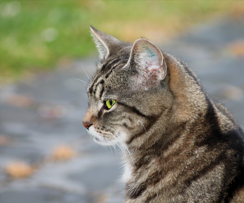 Profile model cat livestock