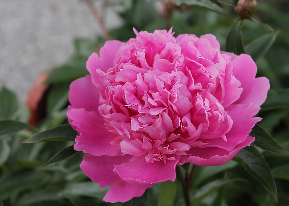 Fleurir usine fleur pétale