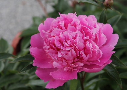 Blossom plant flower petal Photo