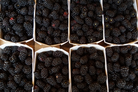 Foto Tanaman buah beri makanan