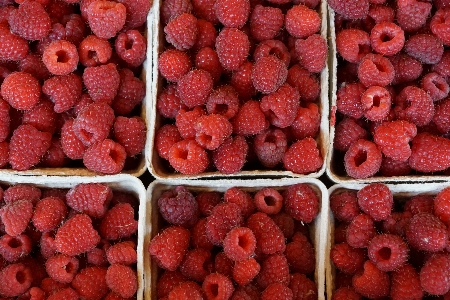 Plant raspberry fruit berry Photo