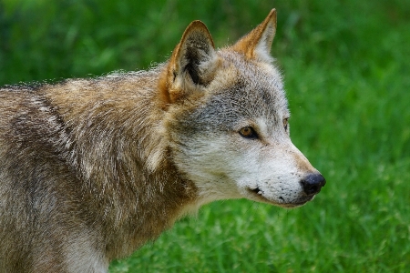 Foto Animais selvagens mamífero lobo fauna