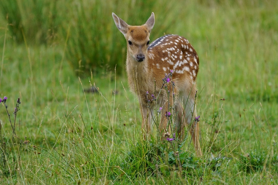 Prado
 pradera
 fauna silvestre ciervo