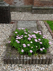 Grass plant lawn flower Photo