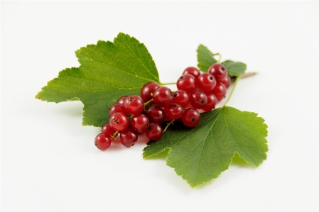 Nature plant raspberry fruit Photo