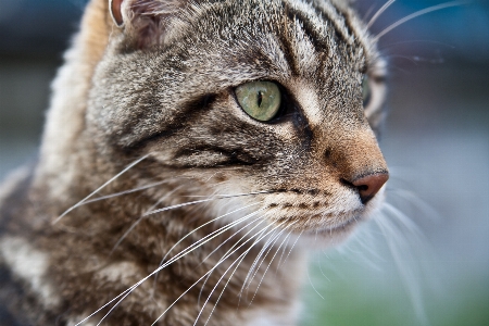 Foto Natura capelli animale carino